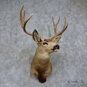 Mule Deer Shoulder Mount For Sale #15745 @ The Taxidermy Store