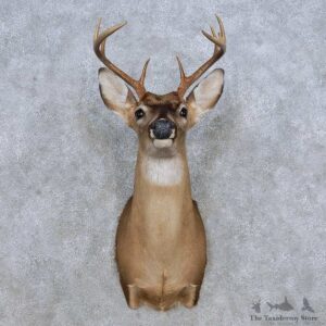 Whitetail Deer Shoulder Mount For Sale #14316 @ The Taxidermy Store