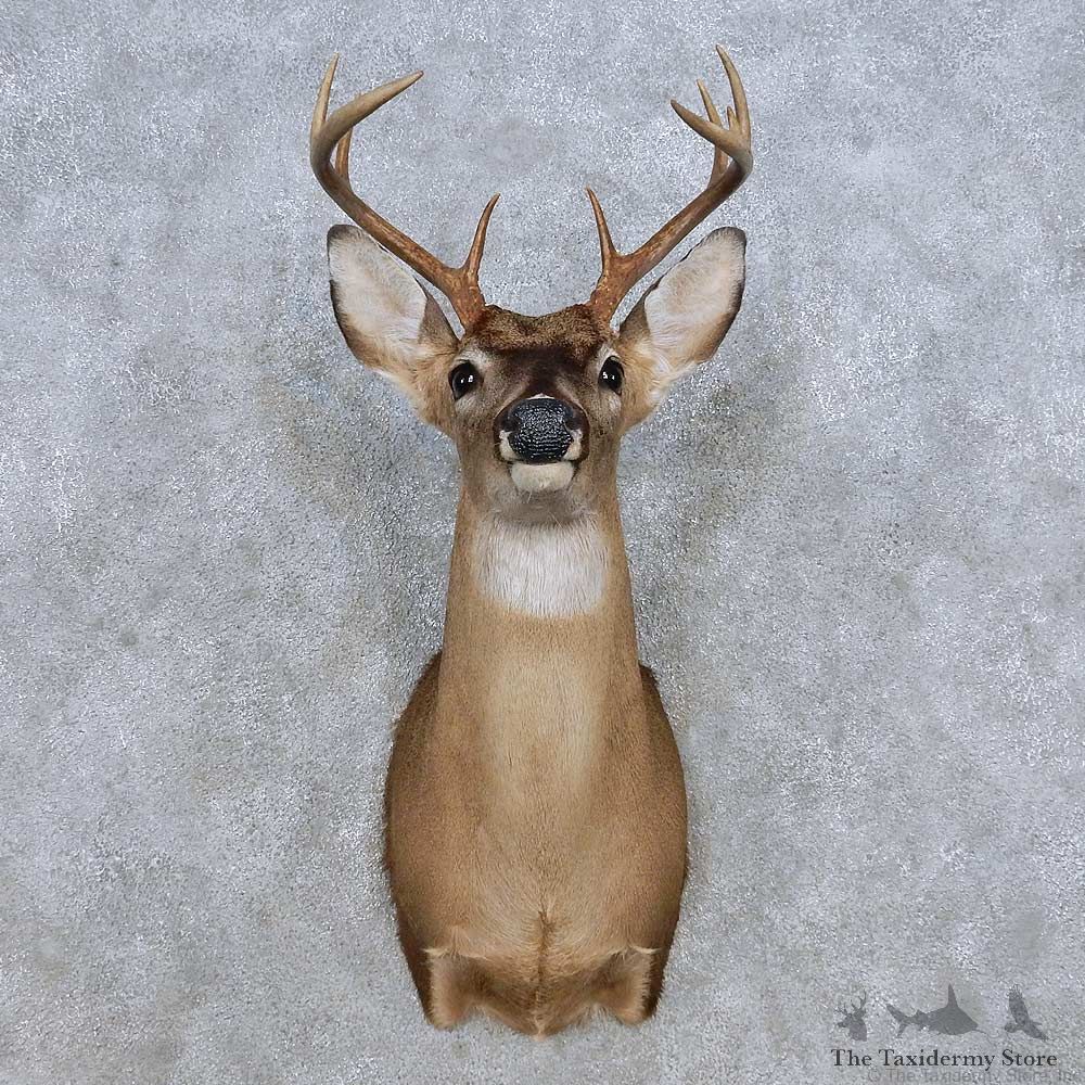 Whitetail Deer Shoulder Mount For Sale #14316 @ The Taxidermy Store