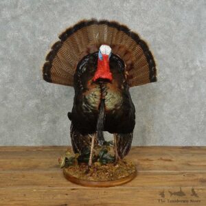 Wild Turkey Bird Mount For Sale #16694 @ The Taxidermy Store