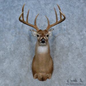 Whitetail Deer Shoulder Mount For Sale #15321 @ The Taxidermy Store