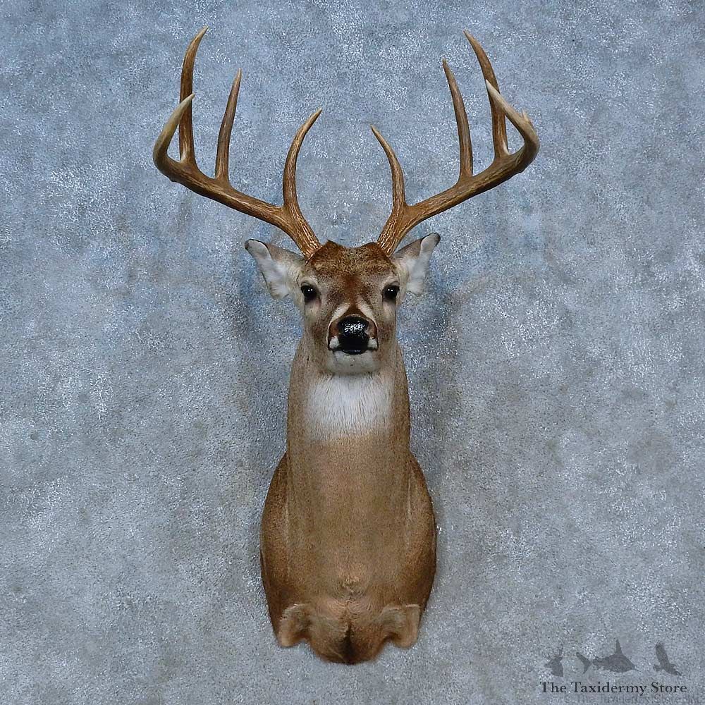 Whitetail Deer Shoulder Mount For Sale #15321 @ The Taxidermy Store