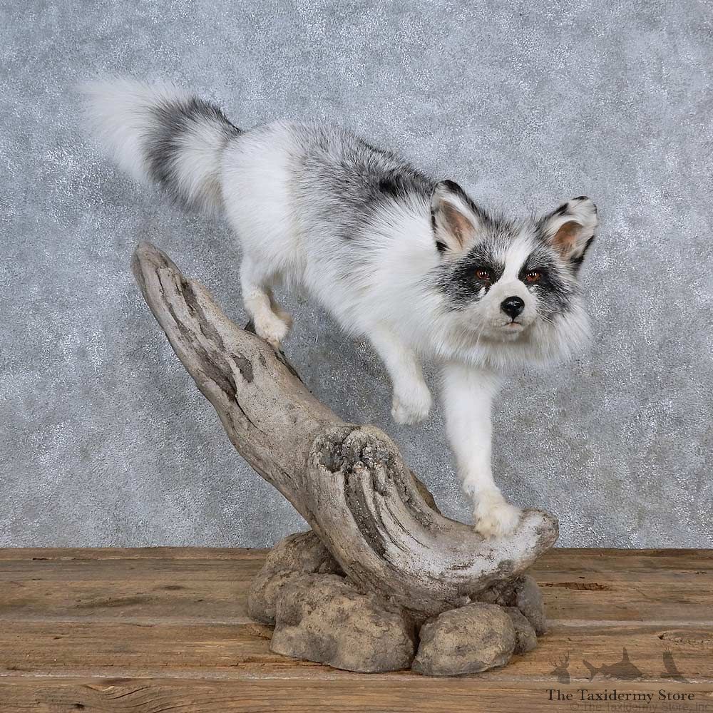 Arctic Marble Fox Life-Size Mount For Sale #15595 @ The Taxidermy Store