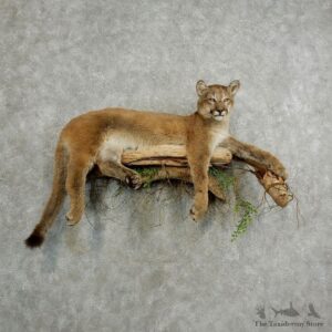 Mountain Lion Life-Size Mount For Sale #17034 @ The Taxidermy Store
