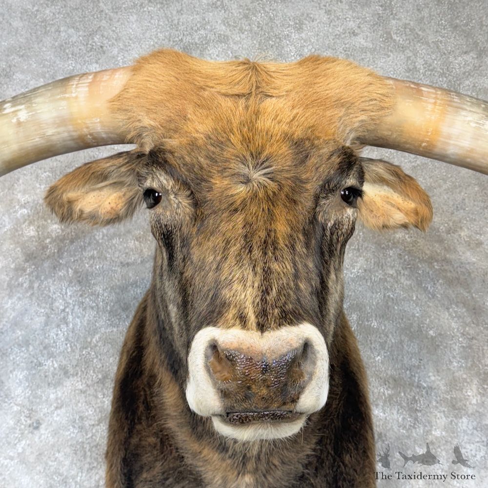 Longhorn Steer Shoulder Mount For Sale #30144 @ The Taxidermy Store