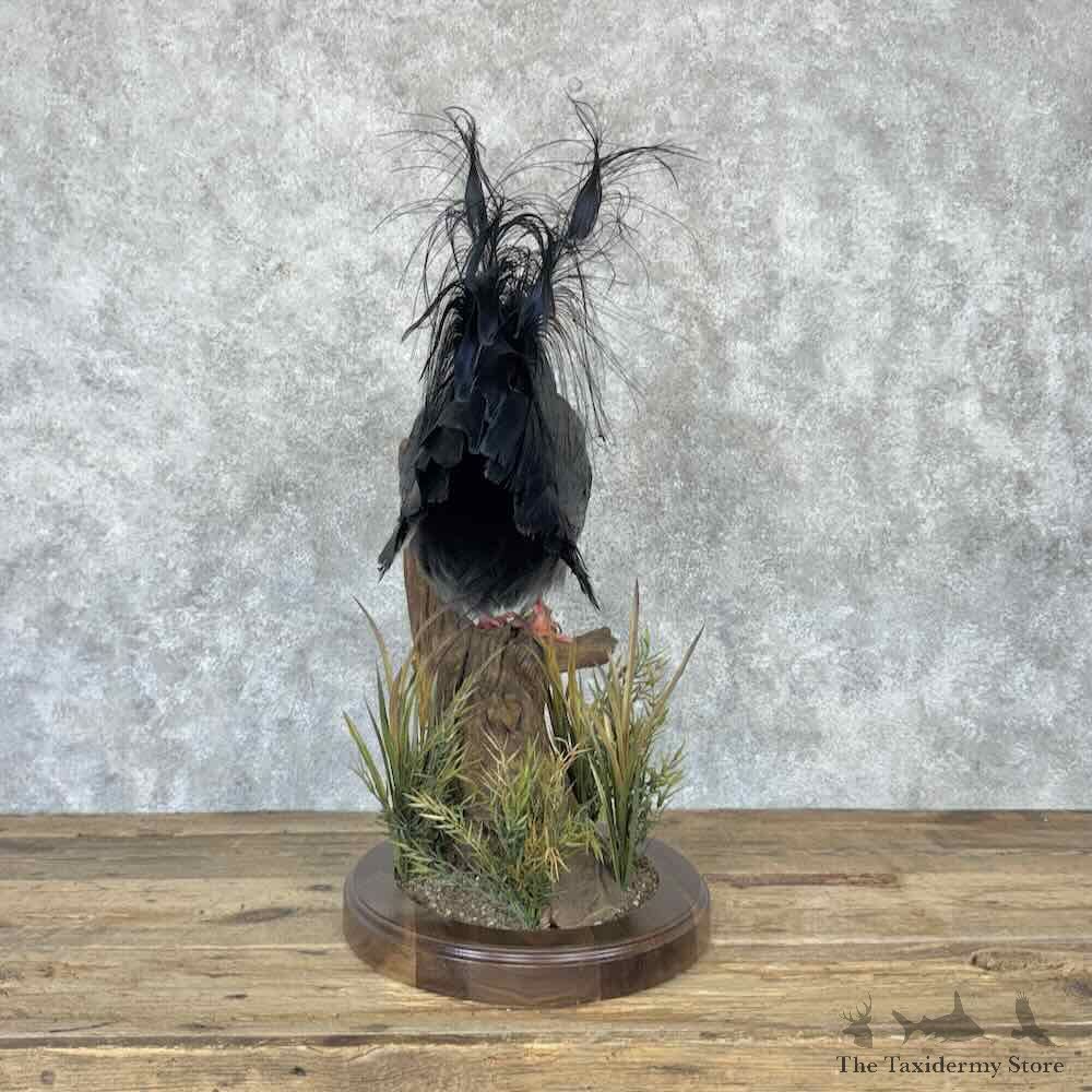 Blue-Eared Pheasant Bird Mount For Sale #32282 @ The Taxidermy Store