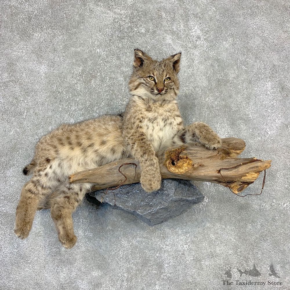 Bobcat Life-Size Mount For Sale #21605 @ The Taxidermy Store