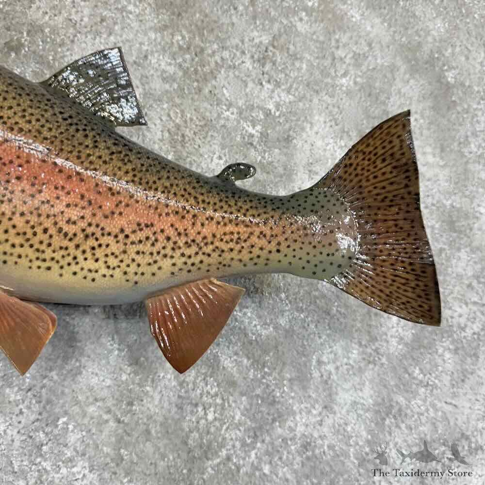Rainbow Trout Fish Mount For Sale #31366 @ The Taxidermy Store