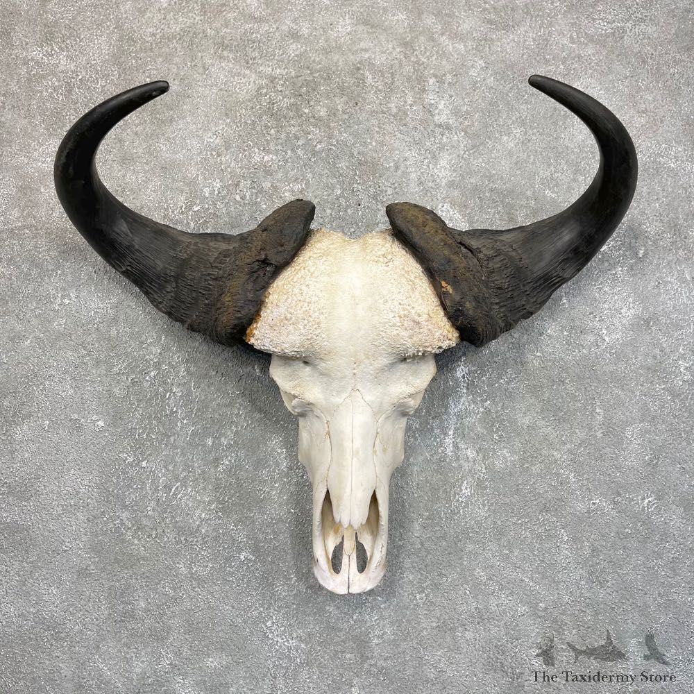 Cape Buffalo Skull Horns Mount For Sale #24233 For Sale @ The Taxidermy Store