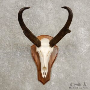 Pronghorn Skull & Horn European Mount #20446 For Sale @ The Taxidermy Store