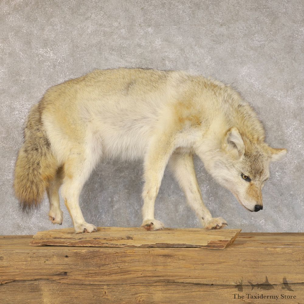 Coyote Life-Size Mount For Sale #22592 @ The Taxidermy Store
