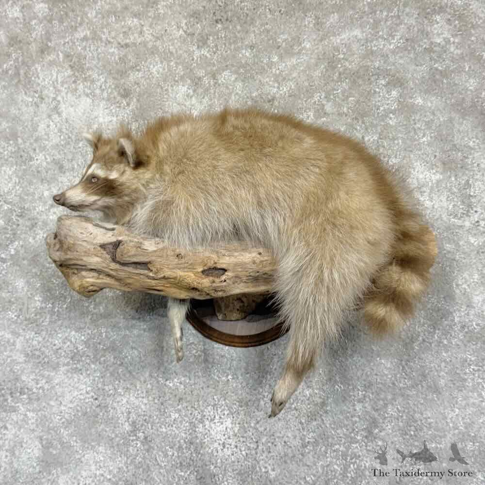 Blonde Raccoon Life-Size Mount For Sale #31363 @ The Taxidermy Store