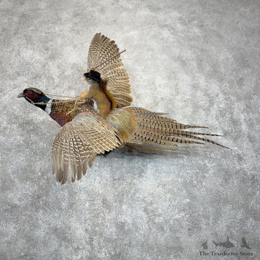 Red Squirrel & Ringneck Pheasant Novelty Mount For Sale #29909 @ The Taxidermy Store