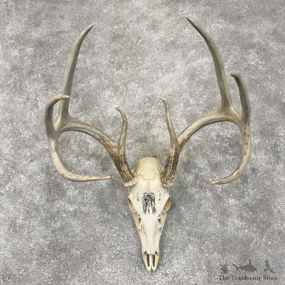 Whitetail Deer Skull European Mount For Sale #29540 @ The Taxidermy Store