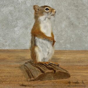 Red Squirrel Life-Size Mount For Sale #16788 @ The Taxidermy Store