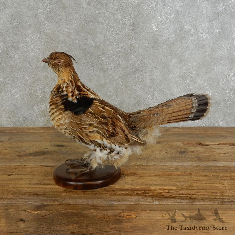 Ruffed Grouse Bird Mount For Sale #17222 @ The Taxidermy Store