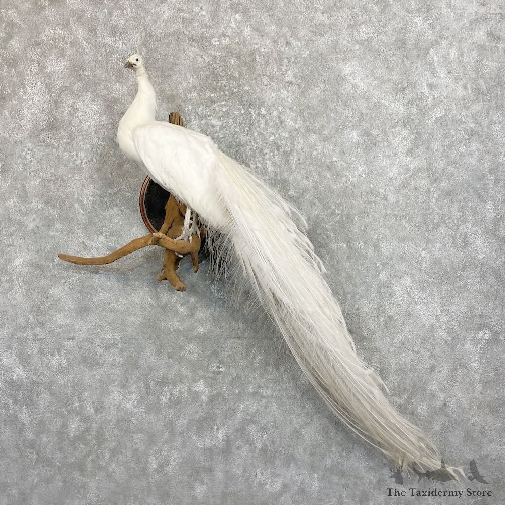 White Peacock Bird Mount For Sale #27471 @ The Taxidermy Store