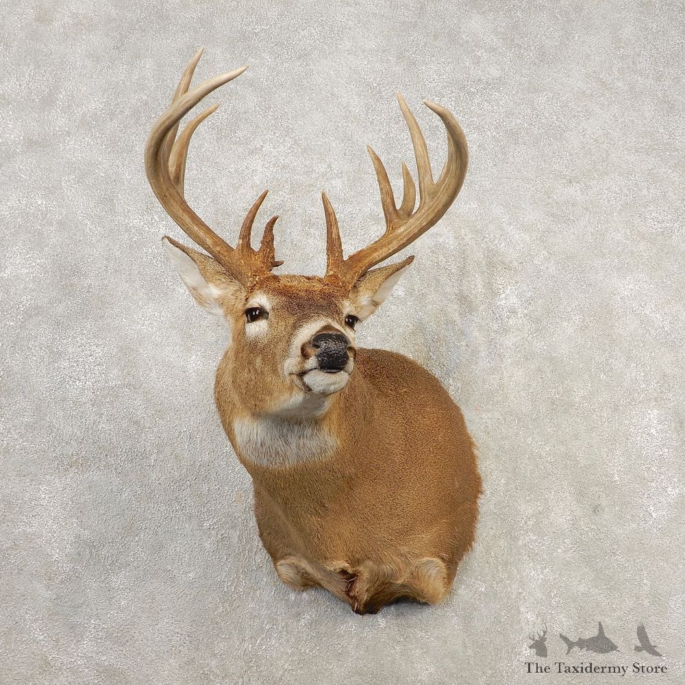 Whitetail Deer Shoulder Mount #21660 For Sale - The Taxidermy Store