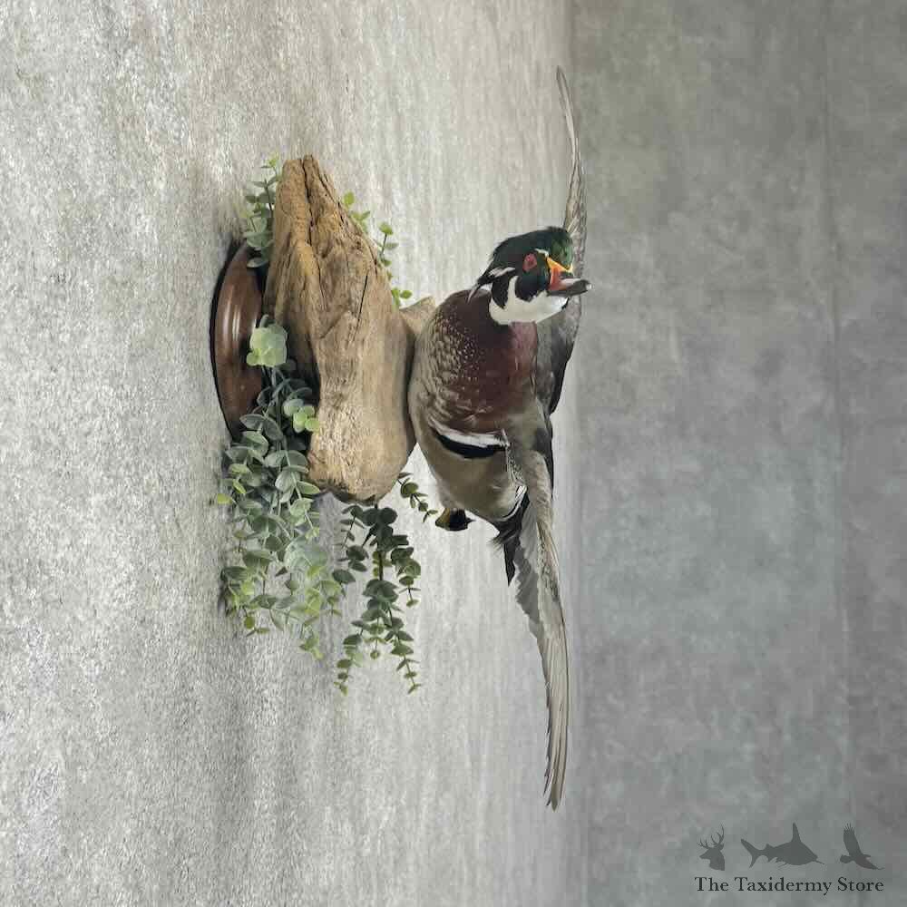 Wood Duck Bird Mount For Sale #30844 @ The Taxidermy Store