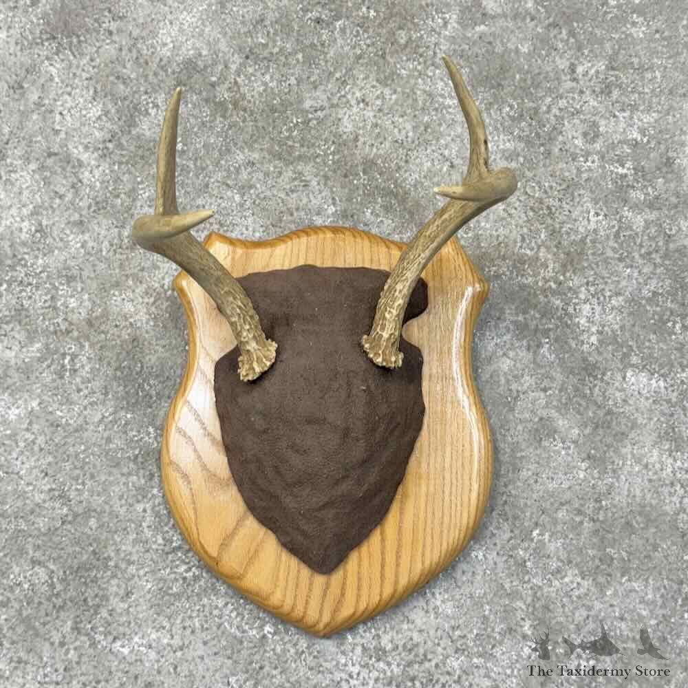 Whitetail Deer Antler Plaque Mount For Sale #30505 @ The Taxidermy Store