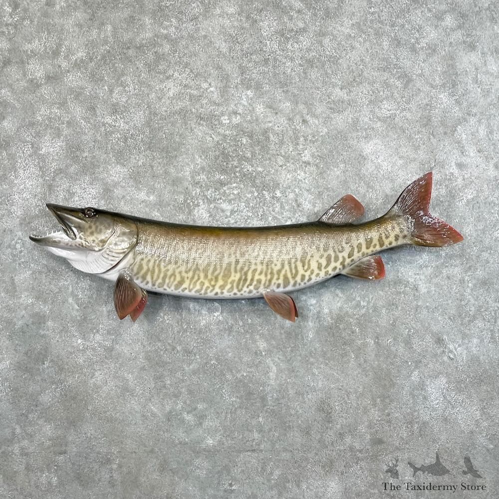 Reproduction Muskellunge Fish Mount For Sale #27673 @ The Taxidermy Store