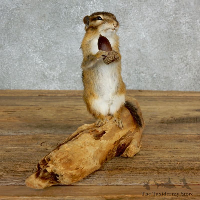 Chipmunk Life-Size Mount For Sale #17140 @ The Taxidermy Store