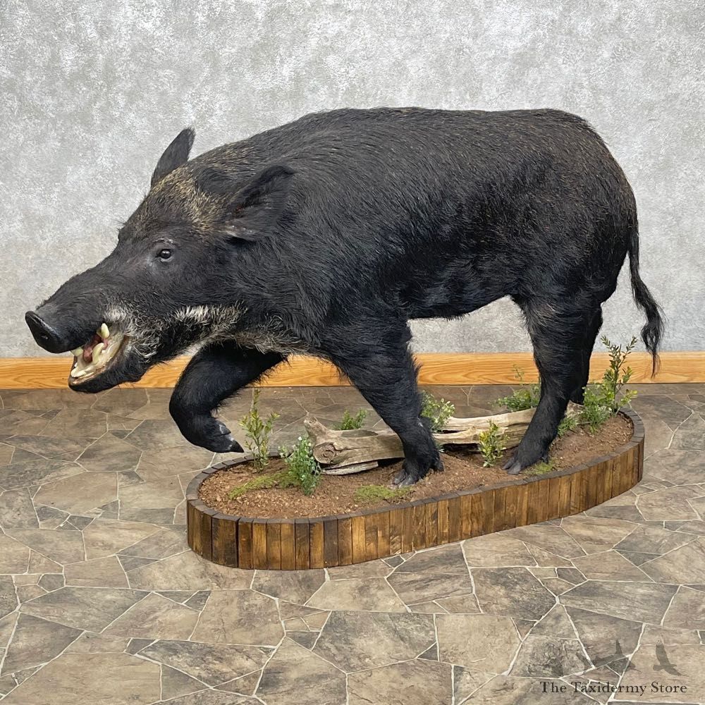 Wild Boar Life-Size Mount For Sale #24414 @ The Taxidermy Store
