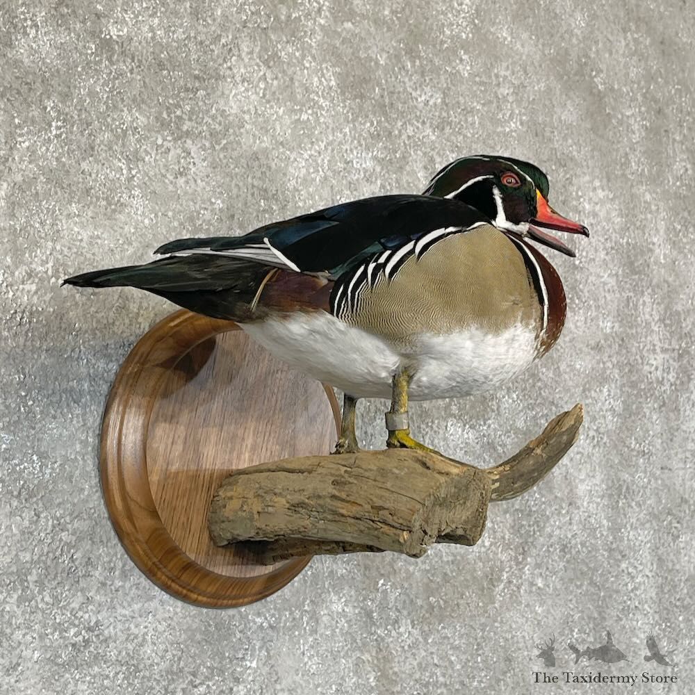 Wood Duck Bird Mount For Sale #28122 @ The Taxidermy Store