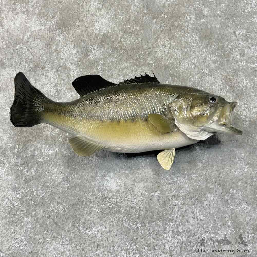Largemouth Bass Fish Mount For Sale #31282 @ The Taxidermy Store
