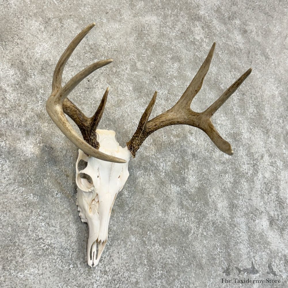 Whitetail Deer Skull European Mount For Sale #29248 @ The Taxidermy Store