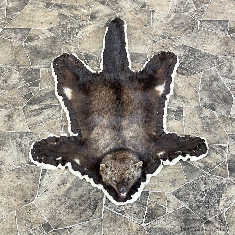 Fisher Full Size Taxidermy Rug Mount #25594 For Sale @ The Taxidermy Store