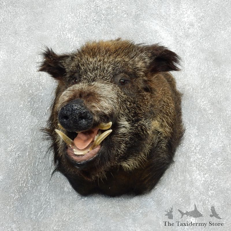 Wild Boar Shoulder Mount For Sale #18055 @ The Taxidermy Store