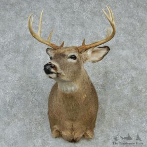 Whitetail Deer Taxidermy Shoulder Mount #13155 For Sale @ The Taxidermy Store
