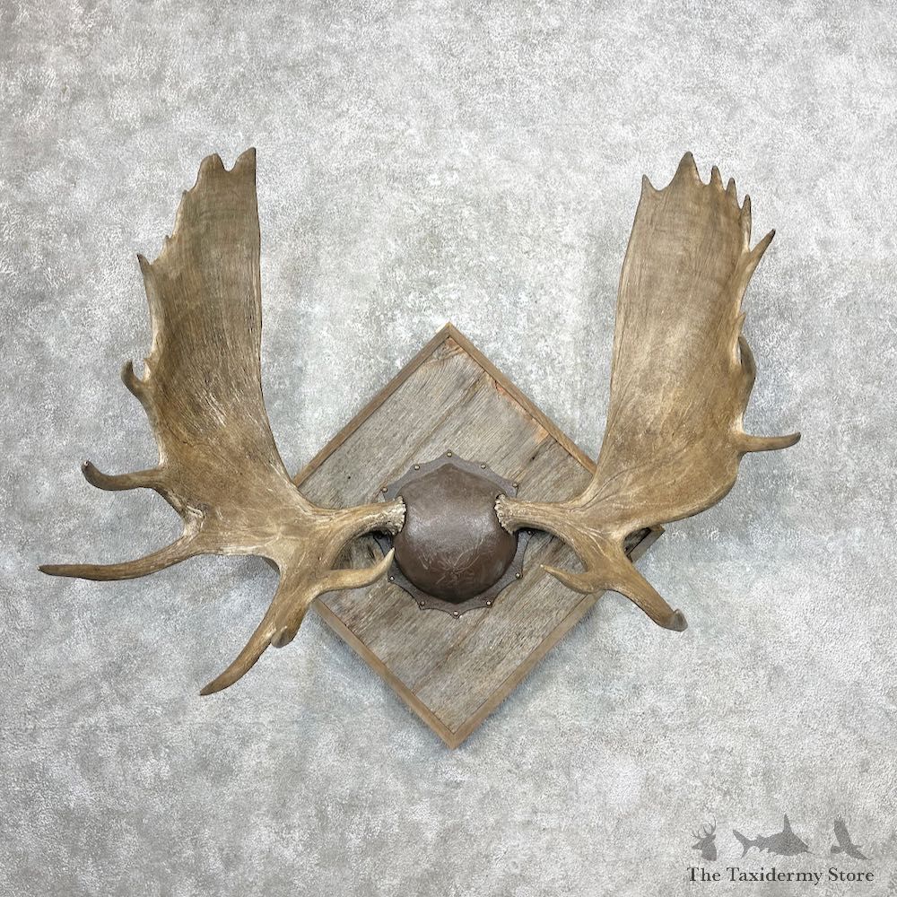 Canadian Moose Antler Plaque For Sale #26865 @ The Taxidermy Store