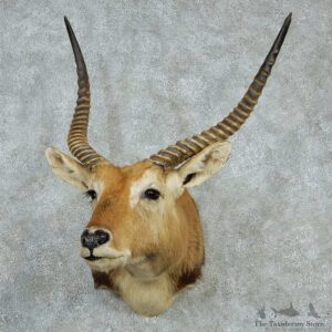 Southern Lechwe Shoulder Taxidermy Mount #13225 For Sale @ The Taxidermy Store