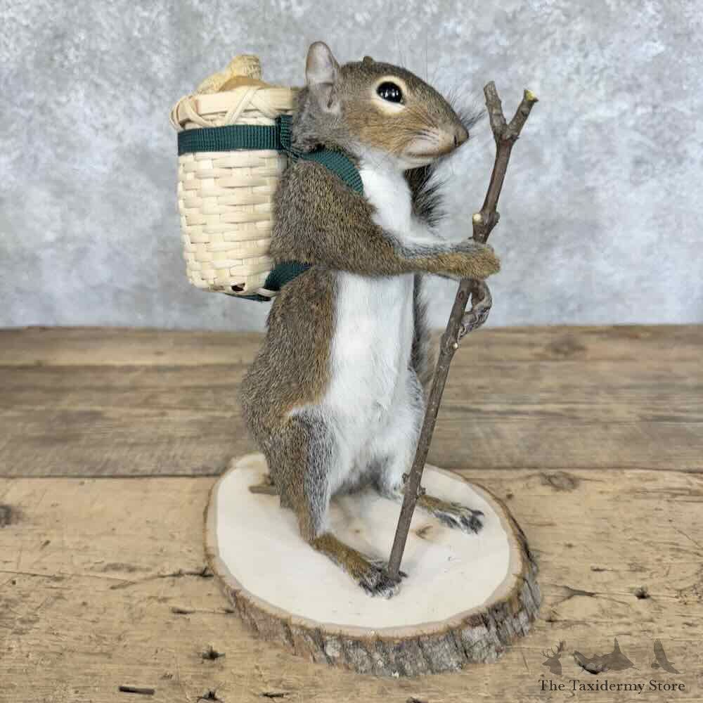 Hiking Grey Squirrel Novelty Mount For Sale #30596 @ The Taxidermy Store