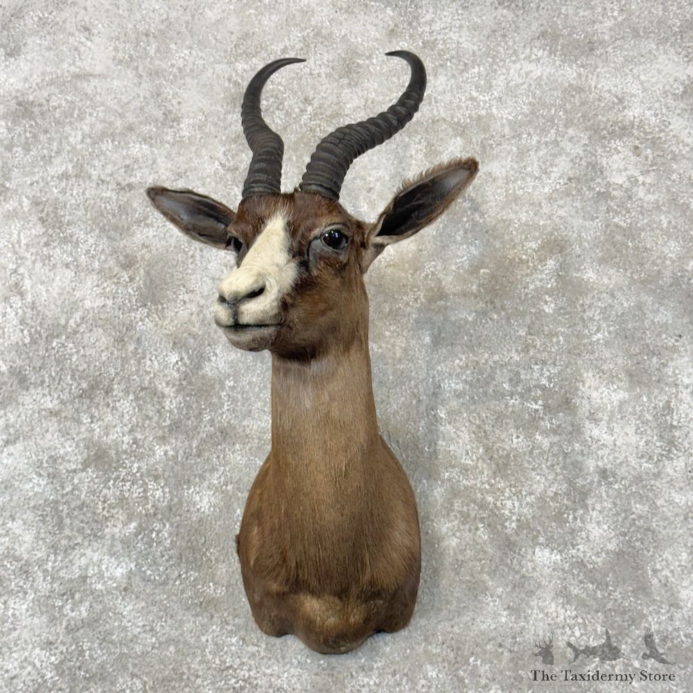Black Springbok Shoulder Mount For Sale #30021 @ The Taxidermy Store