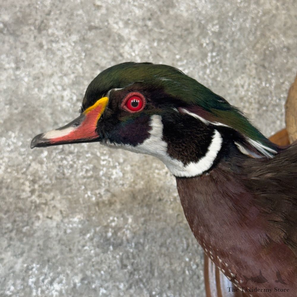 Wood Duck Bird Mount For Sale #30107 @ The Taxidermy Store