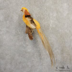 Yellow Golden Pheasant Bird Mount For Sale #20798 @ The Taxidermy Store