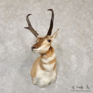 Pronghorn Taxidermy Shoulder Mount #20142 For Sale @ The Taxidermy Store