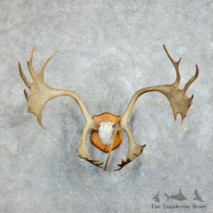 Peary Caribou Plaque Mount For Sale #18381 @ The Taxidermy Store