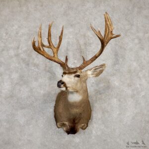 Mule Deer Taxidermy Shoulder Mount For Sale #19933 @ The Taxidermy Store