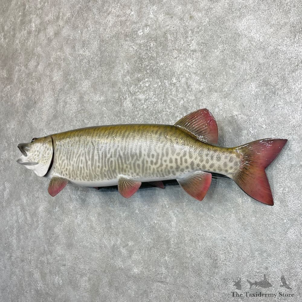 Reproduction Muskellunge Fish Mount For Sale #27533 @ The Taxidermy Store