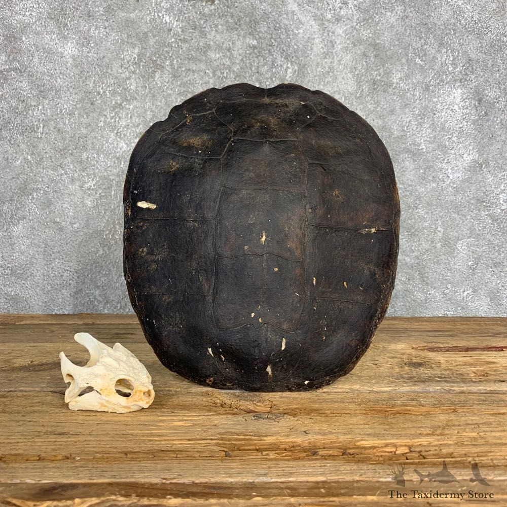 Snapping Turtle Skull & Shell Taxidermy Mount For Sale - #21294