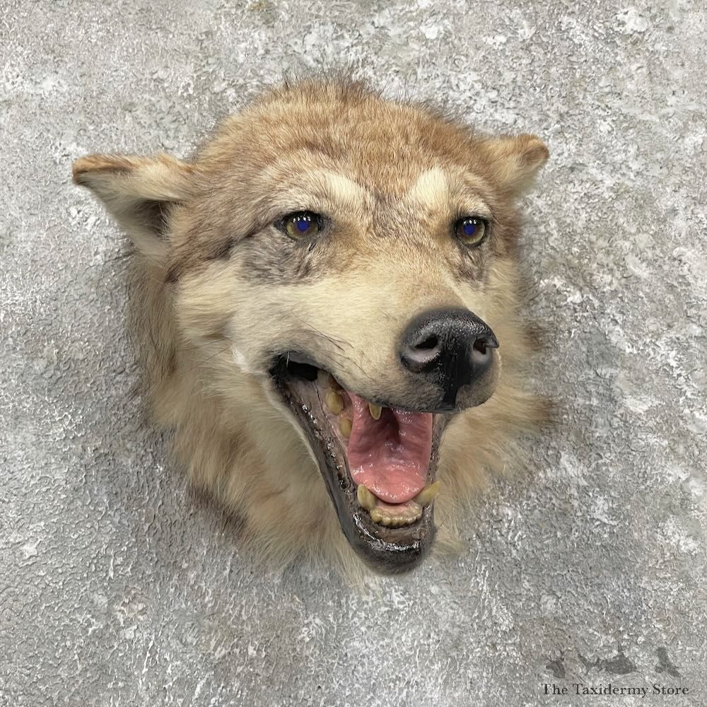 Alaskan Grey Wolf Shoulder Mount For Sale #27330 @ The Taxidermy Store