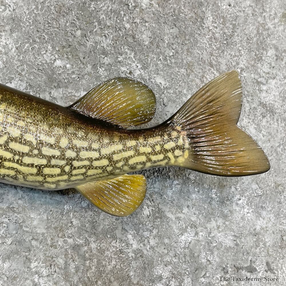 Chain Pickerel Fish Mount For Sale #27558 @ The Taxidermy Store