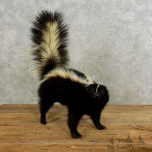 Life-Size Skunk Taxidermy Mount #17188 For Sale @ The Taxidermy Store