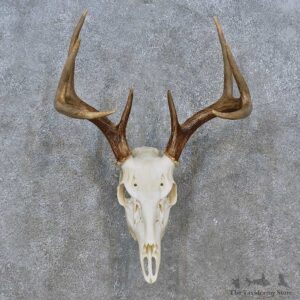 Whitetail Deer Skull Antler European Mount For Sale #15238 @ The Taxidermy Store