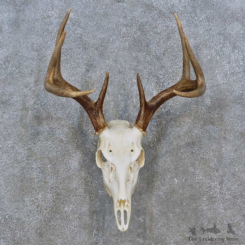 Whitetail Deer Skull Antler European Mount For Sale #15238 @ The Taxidermy Store