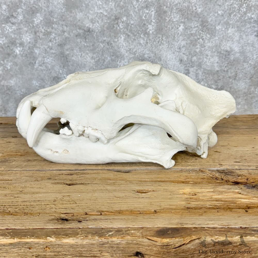 Reproduction Amur (Siberian) Tiger Full Skull For Sale #29118 @ The Taxidermy Store